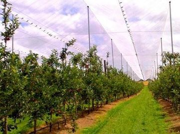 O Hdpe Raschel fez malha a anti redes da saraiva/rede proteção da saraiva para a árvore de fruto
