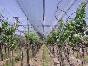 Anti rede plástica de grande resistência da saraiva para o vinhedo/uva, costume
