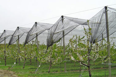Redes plásticas da Anti-Saraiva da agricultura com o anti uv para frutas e legumes