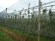 - Redes da saraiva do HDPE verde anti com o UV para a agricultura, 30gsm - 50gsm escuro